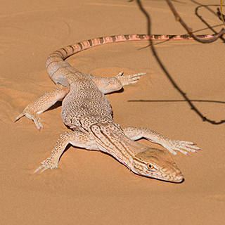 Sahara monitor lizard
